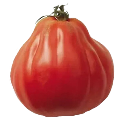 Tomate