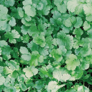 Cilantro