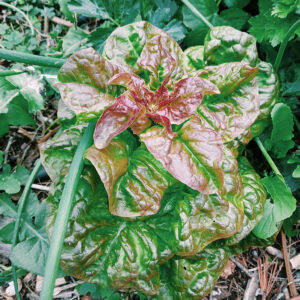 Lechuga Mantecosa Cuatro Estaciones