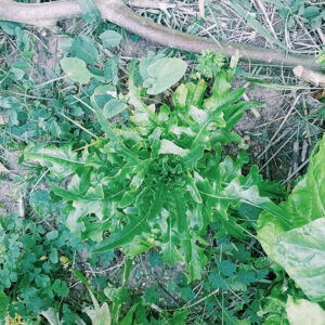 Lechuga Punta de Flecha