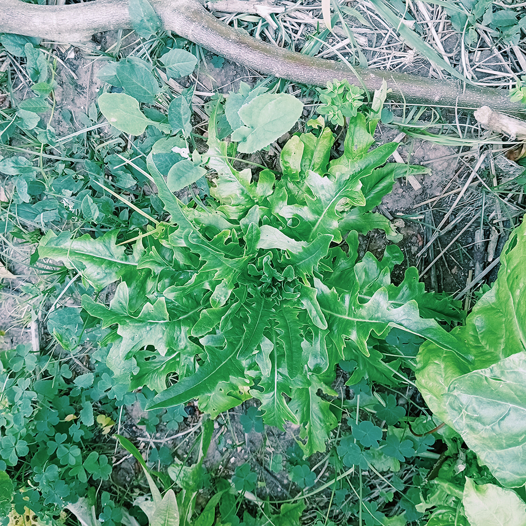 Lechuga Punta de Flecha