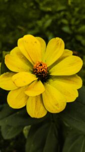 producto prueba ACF off